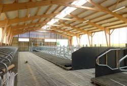 Vue Interieure Stabulation Vaches Laitières